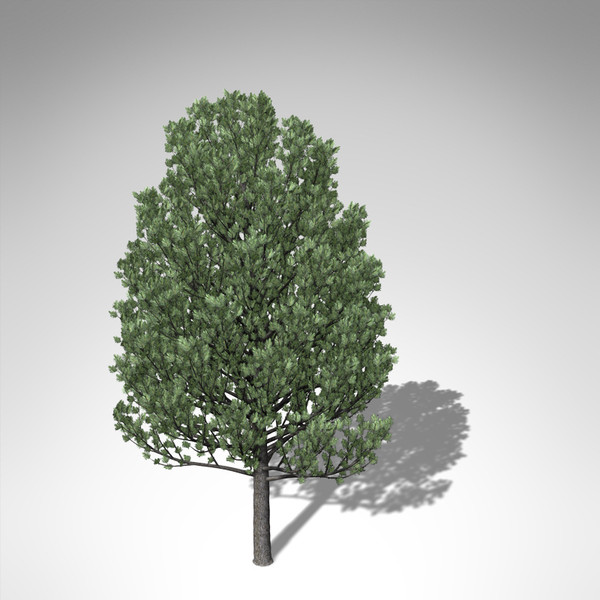 maya xfrogplants swiss stone pine - XfrogPlants Swiss Stone Pine... by xfrog