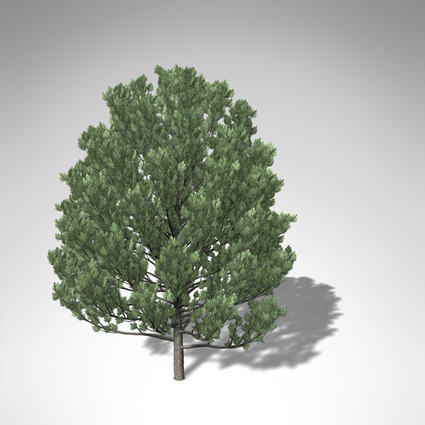 maya xfrogplants swiss stone pine - XfrogPlants Swiss Stone Pine... by xfrog