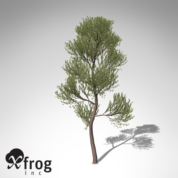 xfrogplants scotch pine tree 3d model - XfrogPlants Scotch Pine... by xfrog