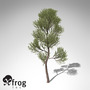 xfrogplants scotch pine tree 3d model
