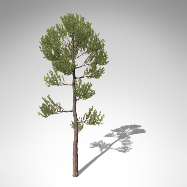 xfrogplants scotch pine tree 3d model - XfrogPlants Scotch Pine... by xfrog