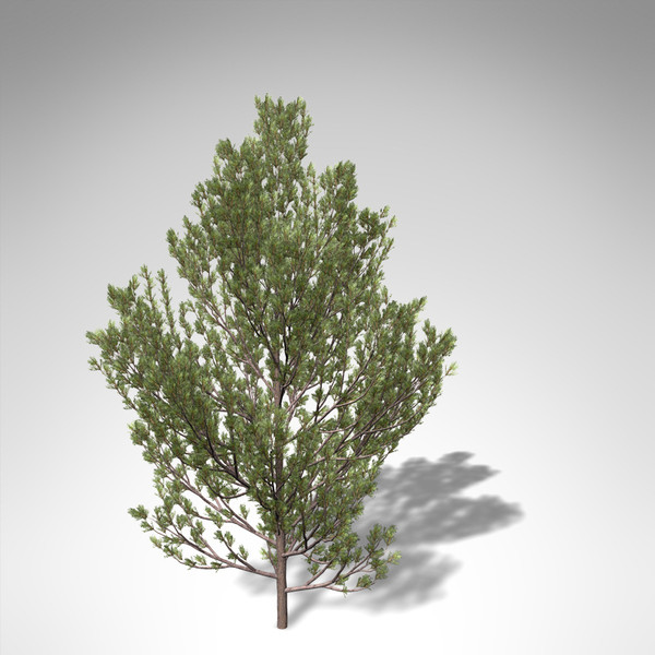 xfrogplants scotch pine tree 3d model - XfrogPlants Scotch Pine... by xfrog