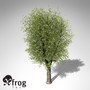 xfrogplants oriental planetree tree 3d model