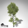 xfrogplants pyrenean oak tree obj