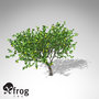xfrogplants mexican lime tree shrub 3d model