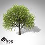 xfrogplants grapefruit tree fruits 3d model