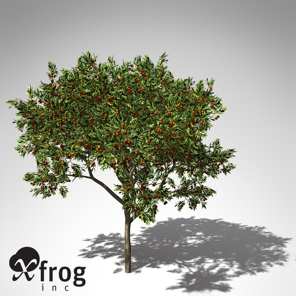 sweet orange tree 3d model - XfrogPlants Sweet Orange Tree... by xfrog