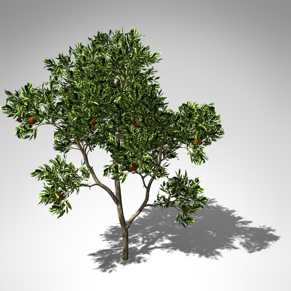 sweet orange tree 3d model - XfrogPlants Sweet Orange Tree... by xfrog