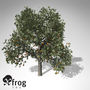 chinese persimmon kaki tree 3d model