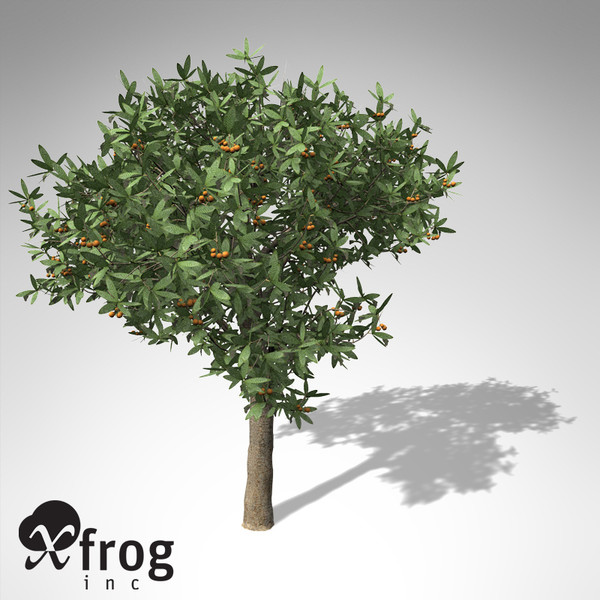 japanese medlar tree japan 3d model - XfrogPlants Japanese Medlar... by xfrog