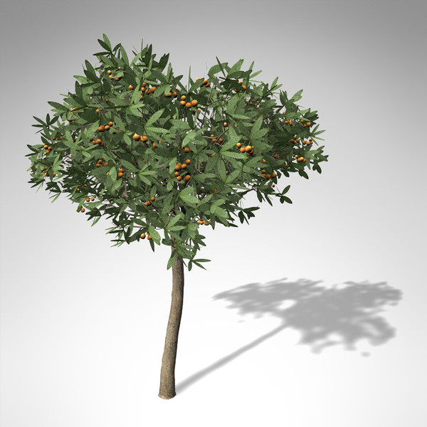 japanese medlar tree japan 3d model - XfrogPlants Japanese Medlar... by xfrog