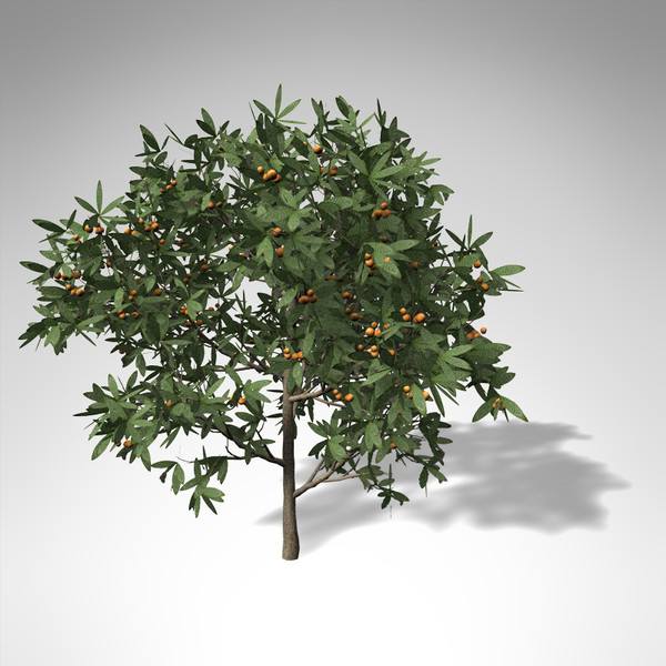 japanese medlar tree japan 3d model - XfrogPlants Japanese Medlar... by xfrog