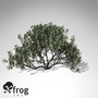 XfrogPlants Fig Tree