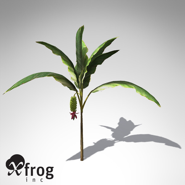 xfrogplants banana plant x 3d c4d - XfrogPlants Banana Plant FR... by xfrog