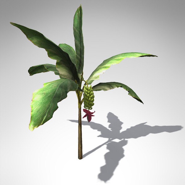 xfrogplants banana plant x 3d c4d - XfrogPlants Banana Plant FR... by xfrog