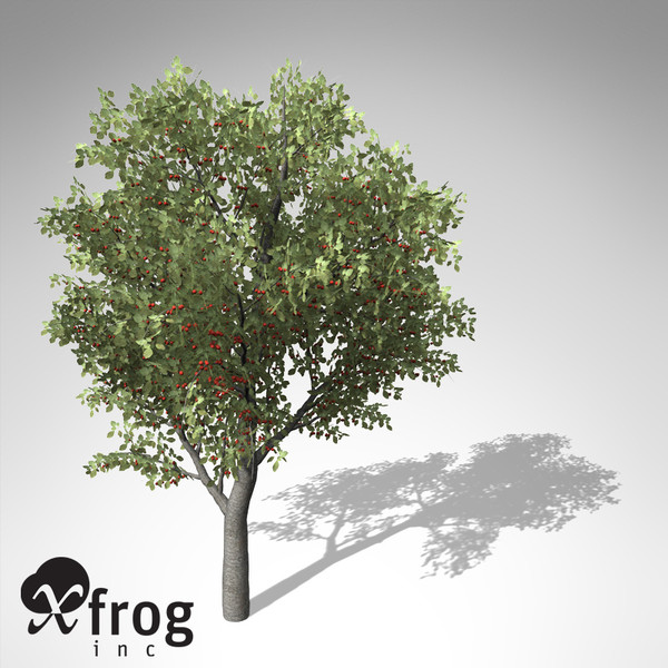 xfrogplants sweet cherry tree 3d 3ds - XfrogPlants Sweet Cherry Tree... by xfrog