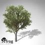 xfrogplants sweet cherry tree 3d 3ds