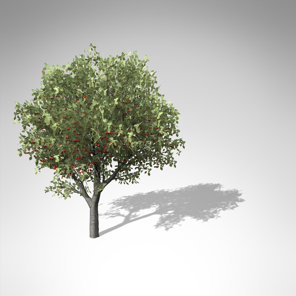 xfrogplants sweet cherry tree 3d 3ds - XfrogPlants Sweet Cherry Tree... by xfrog