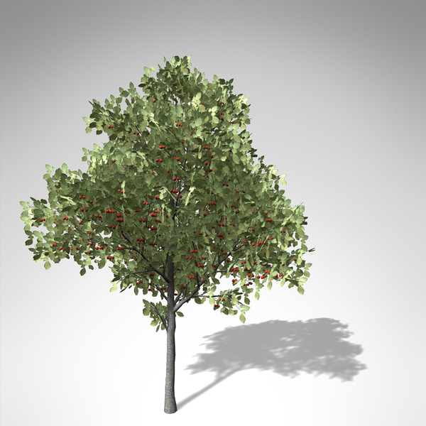 xfrogplants sweet cherry tree 3d 3ds - XfrogPlants Sweet Cherry Tree... by xfrog