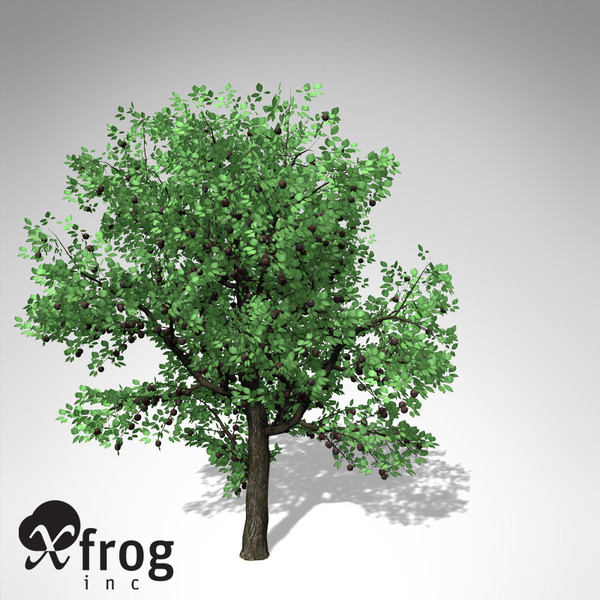 3d xfrogplants plum tree - XfrogPlants Plum Tree... by xfrog