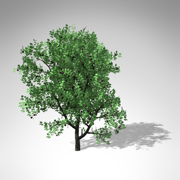 3d xfrogplants plum tree - XfrogPlants Plum Tree... by xfrog