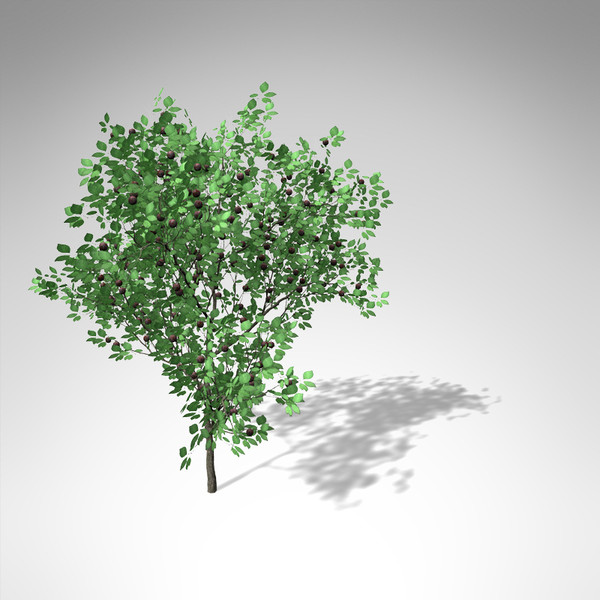 3d xfrogplants plum tree - XfrogPlants Plum Tree... by xfrog