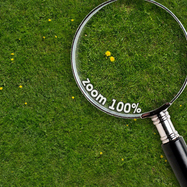Grass Textures