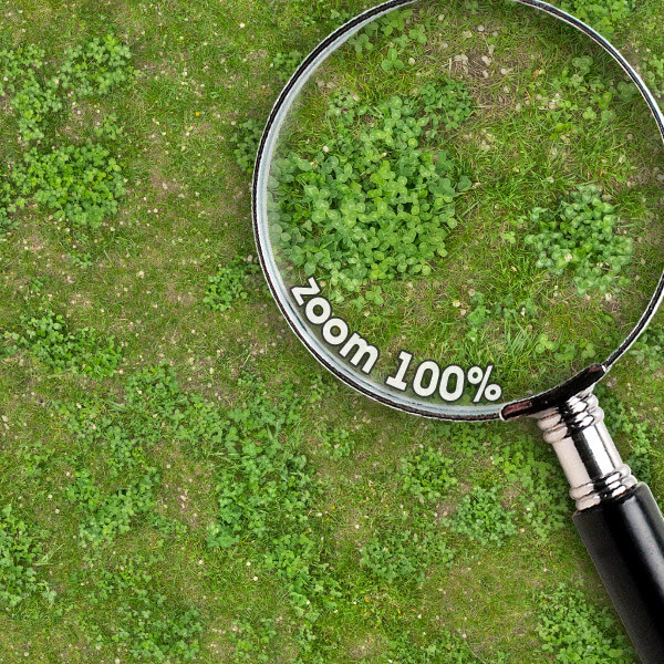 Grass Textures
