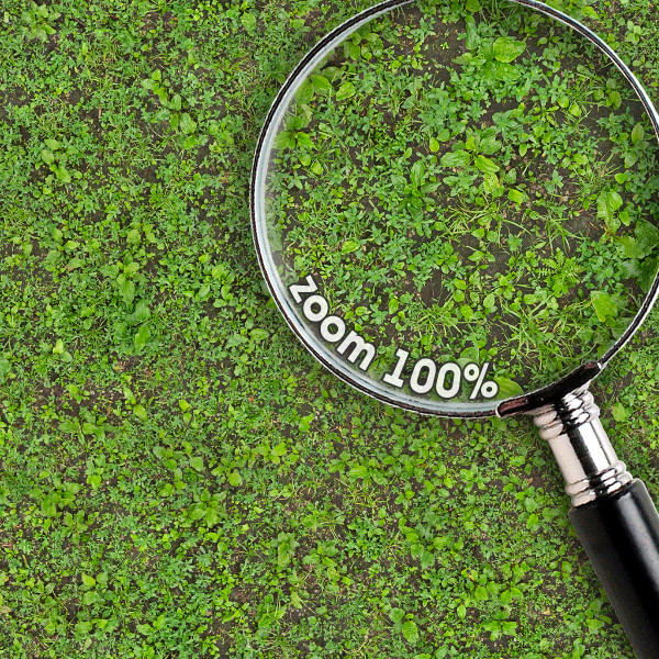 Grass Textures
