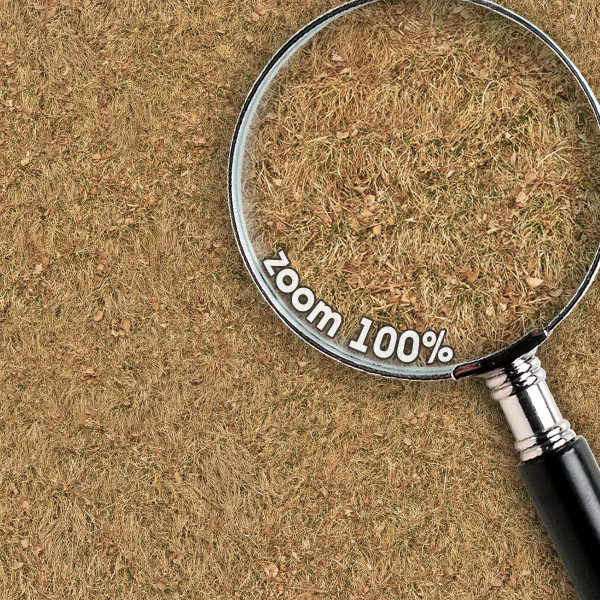 Grass Textures