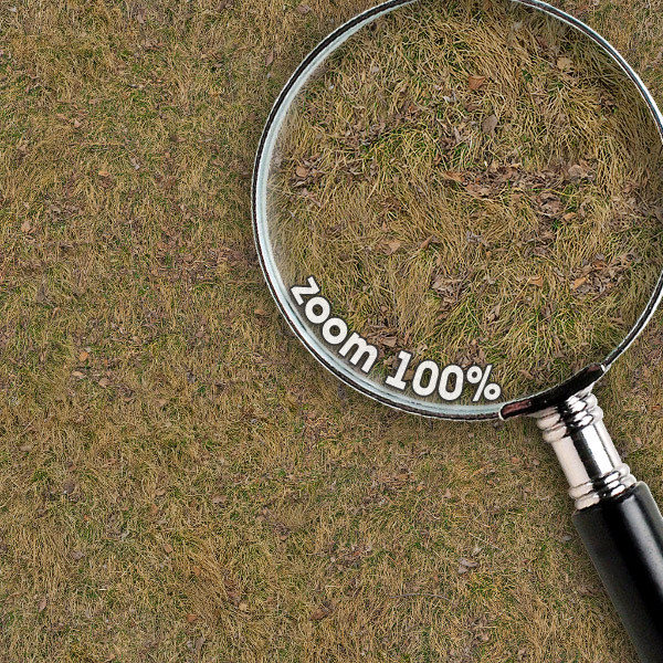 Grass Textures