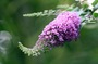 Buddleia