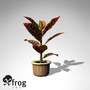 XfrogPlants Croton Petra