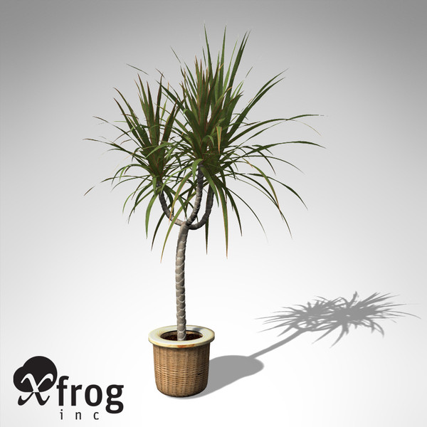 red-edge dracaena plant 3d model - XfrogPlants Red-Edge Dracaena... by xfrog