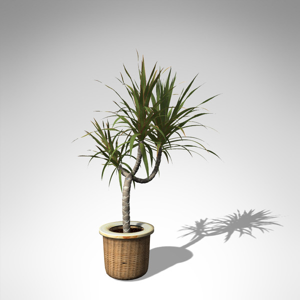 red-edge dracaena plant 3d model - XfrogPlants Red-Edge Dracaena... by xfrog