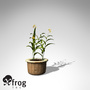 XfrogPlants Ballerina Epidendrum