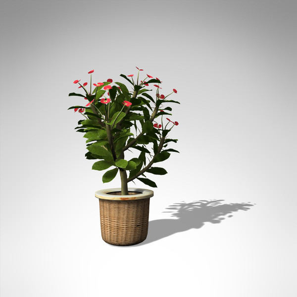 3d model xfrogplants crown-of-thorns plant - XfrogPlants Crown-of-Thorns HP... by xfrog