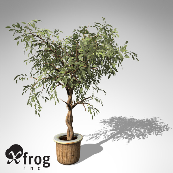 3dsmax xfrogplants benjamin ficus plant - XfrogPlants Benjamin Ficus... by xfrog