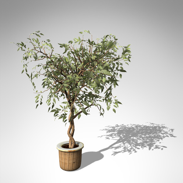 3dsmax xfrogplants benjamin ficus plant - XfrogPlants Benjamin Ficus... by xfrog