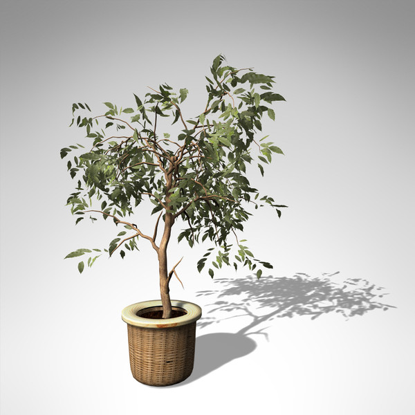 3dsmax xfrogplants benjamin ficus plant - XfrogPlants Benjamin Ficus... by xfrog