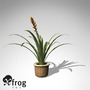 3dsmax xfrogplants gemma guzmania plant