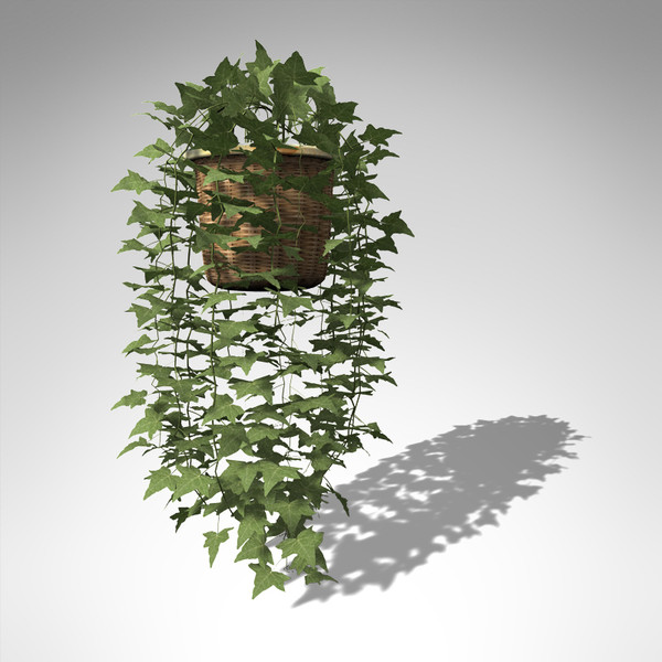 common ivy plant 3d model - XfrogPlants Common Ivy... by xfrog