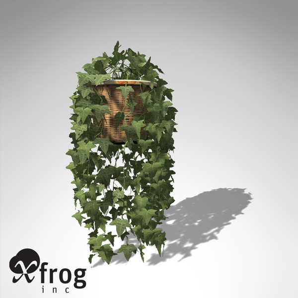 common ivy plant 3d model - XfrogPlants Common Ivy... by xfrog
