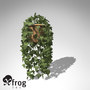common ivy plant 3d model