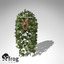 XfrogPlants Common Ivy