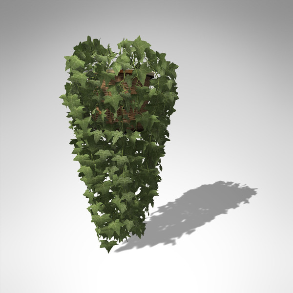 common ivy plant 3d model - XfrogPlants Common Ivy... by xfrog