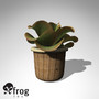 xfrogplants kalanchoe plant 3d obj