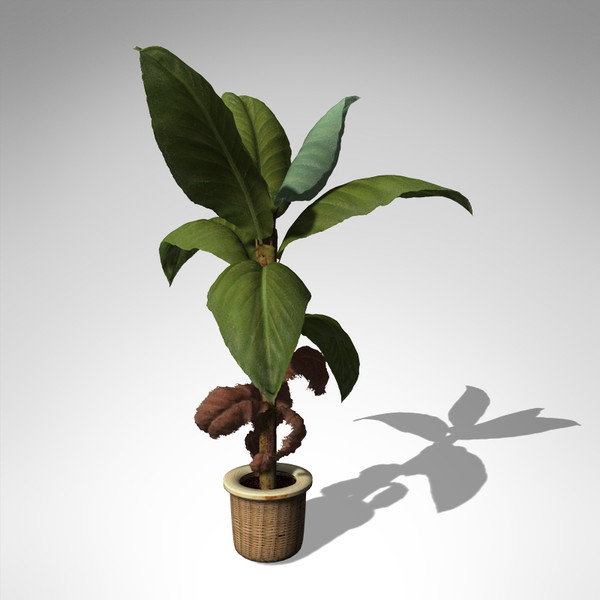 3dsmax xfrogplants banana plant x - XfrogPlants Banana Plant HP... by xfrog