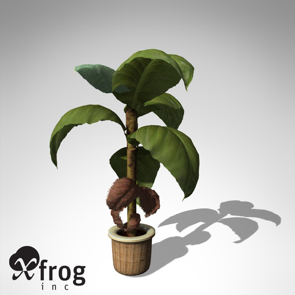 3dsmax xfrogplants banana plant x - XfrogPlants Banana Plant HP... by xfrog