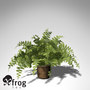 fishbone fern plant 3d model